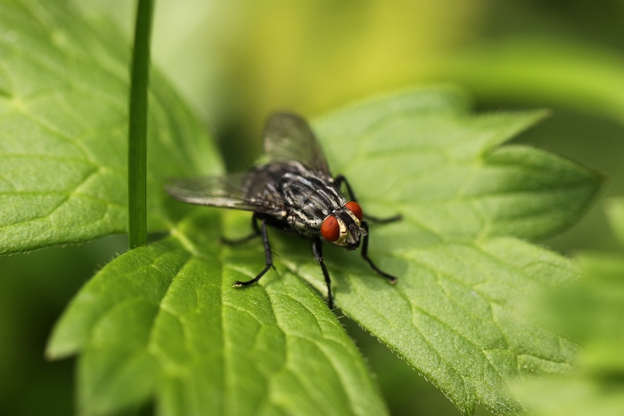 Macro chalet aout 2010 - 039